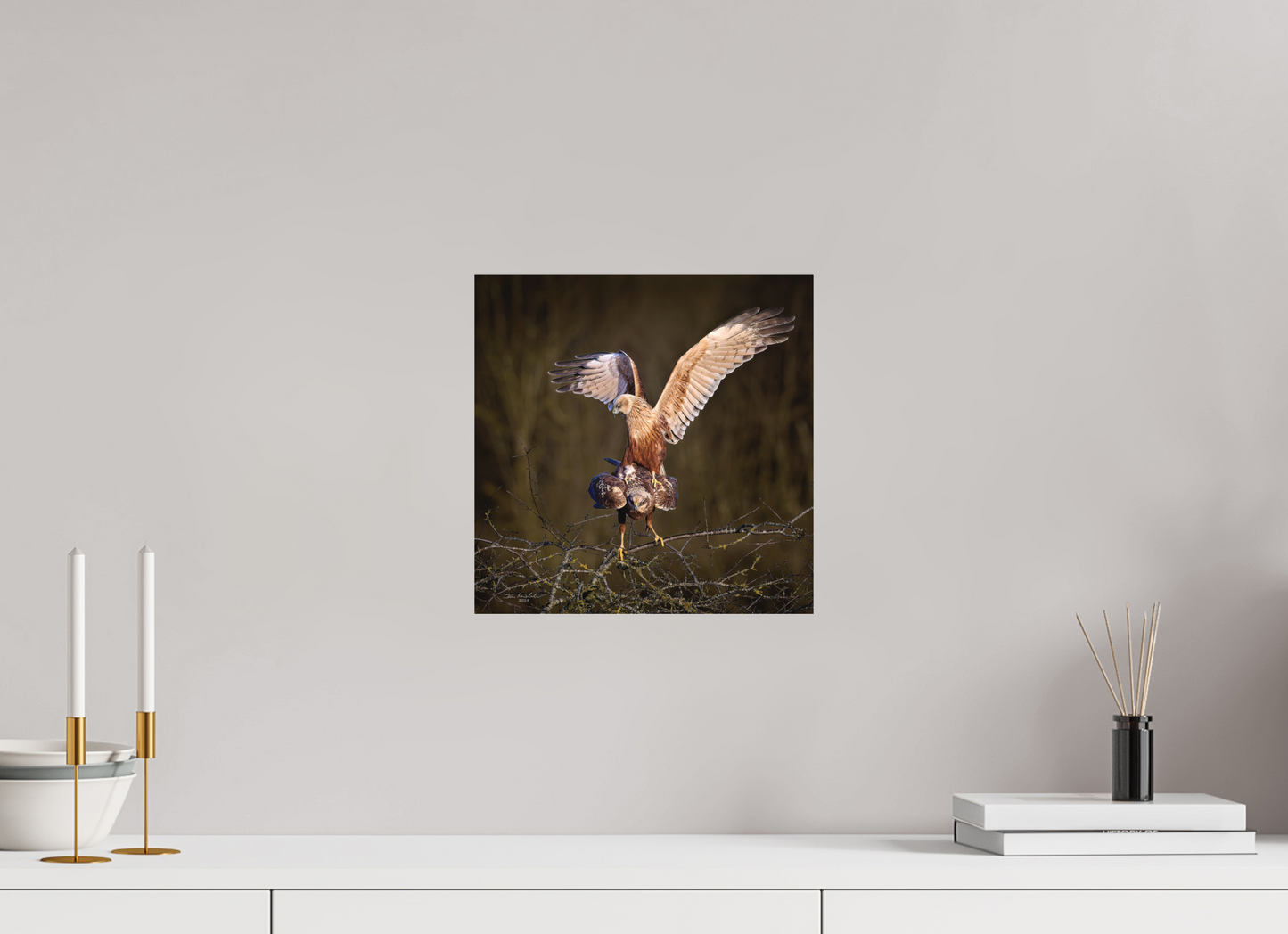 30 x 30 cm, Hahnemuhle Photo Rag Ultra Smooth Marsh Harriers, RSPB Fowlmere, East Anglia, UK, 2025