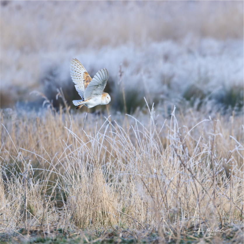 Main image Barn Owl, Burwell Fen, East Anglia, UK, 2025