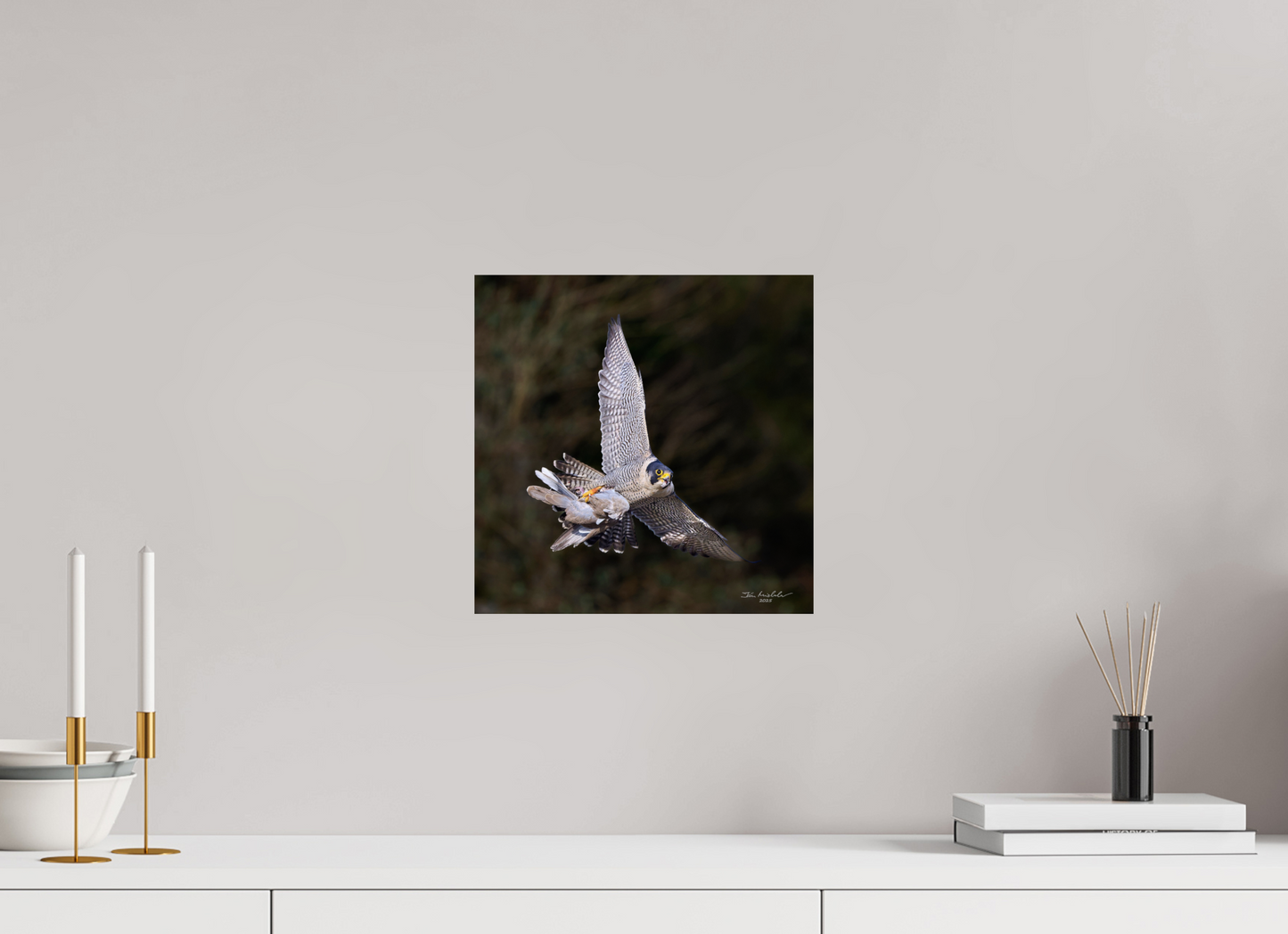 30 x 30 cm, Fuji Glossy Peregrine Falcon, Cambridge, UK, 2025