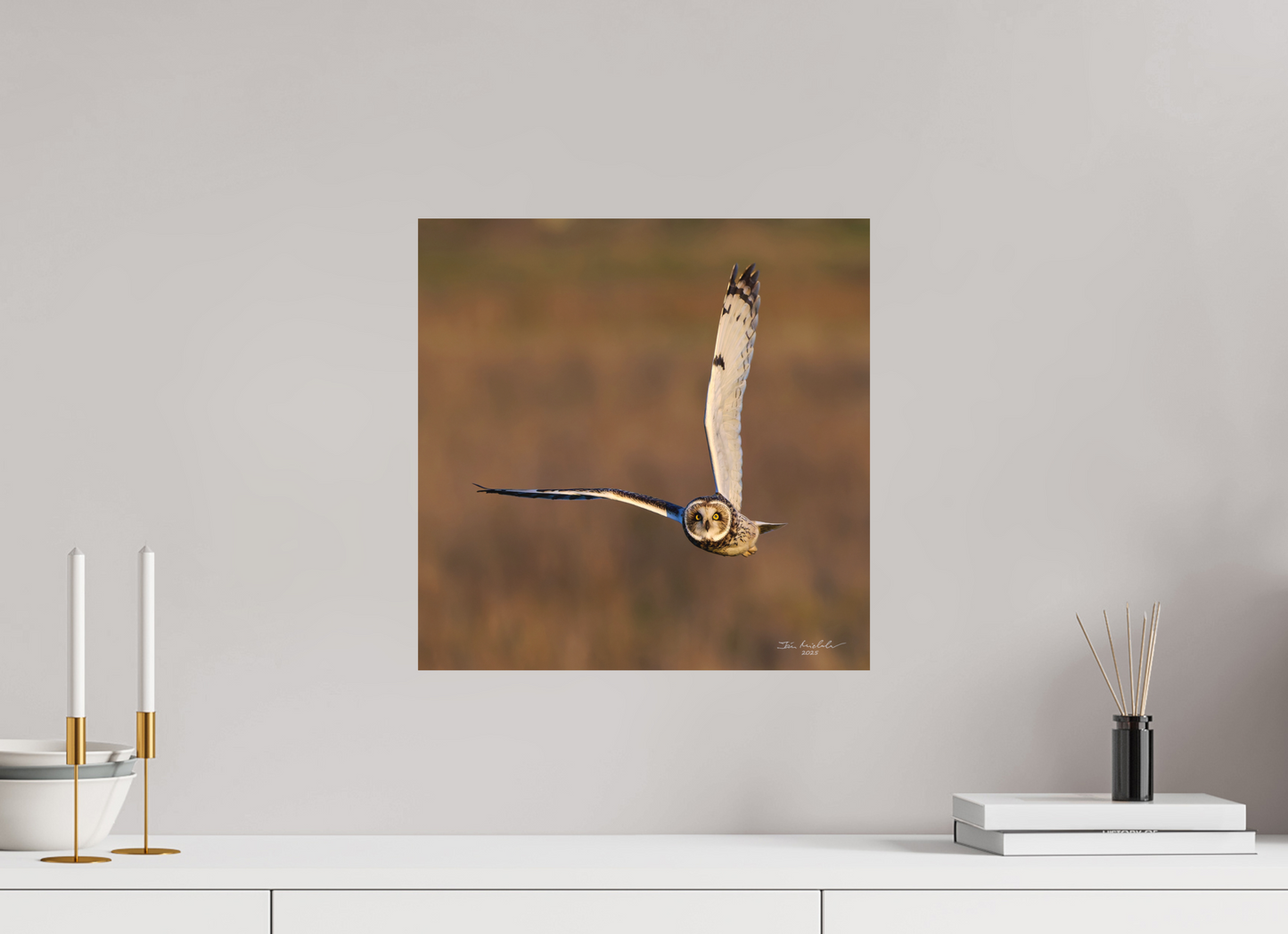 40 x 40 cm, Fuji Matt Short-eared Owl, Burwell Fen, East Anglia, UK, 2025