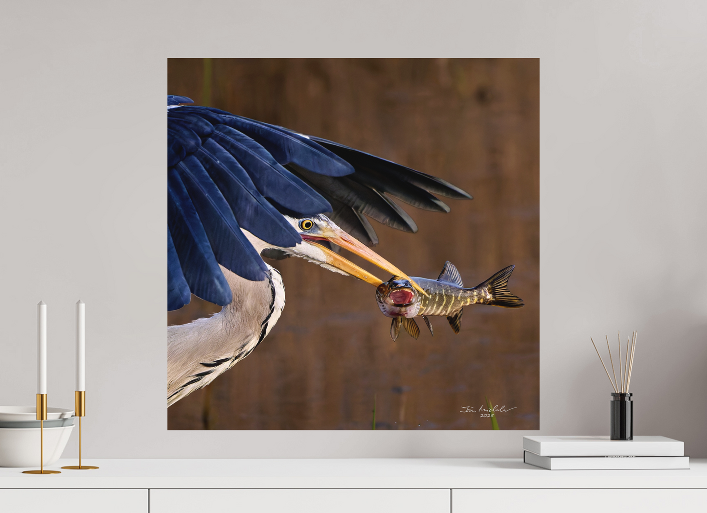 60 x 60 cm, Hahnemuhle Photo Rag Ultra Smooth Grey Heron with Pike, RSPB Fowlmere, East Anglia, UK, 2025