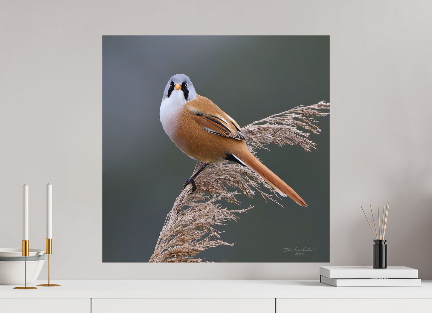 60 x 60 cm, Hahnemuhle Photo Rag Ultra Smooth Bearded Tit, RSPB Ouse Fen, East Anglia, UK, 2025