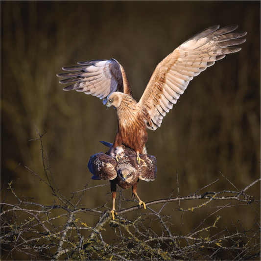 Main image Marsh Harriers, RSPB Fowlmere, East Anglia, UK, 2025