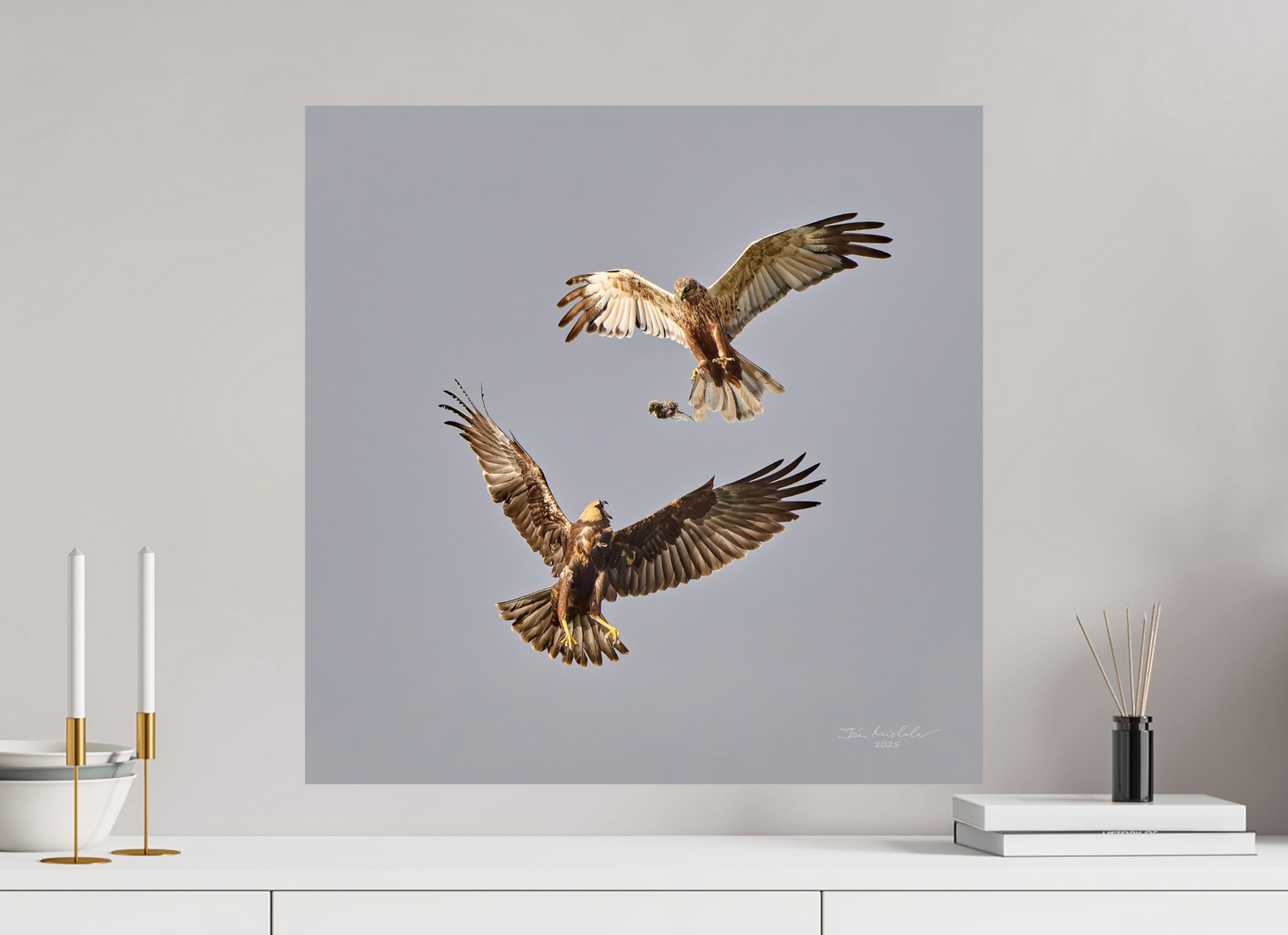 60 x 60 cm, Fuji Glossy Marsh Harriers II, RSPB Fowlmere, East Anglia, UK, 2025