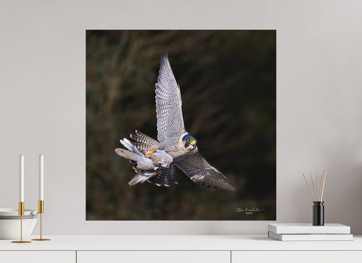 60 x 60 cm, Fuji Matt Peregrine Falcon, Cambridge, UK, 2025