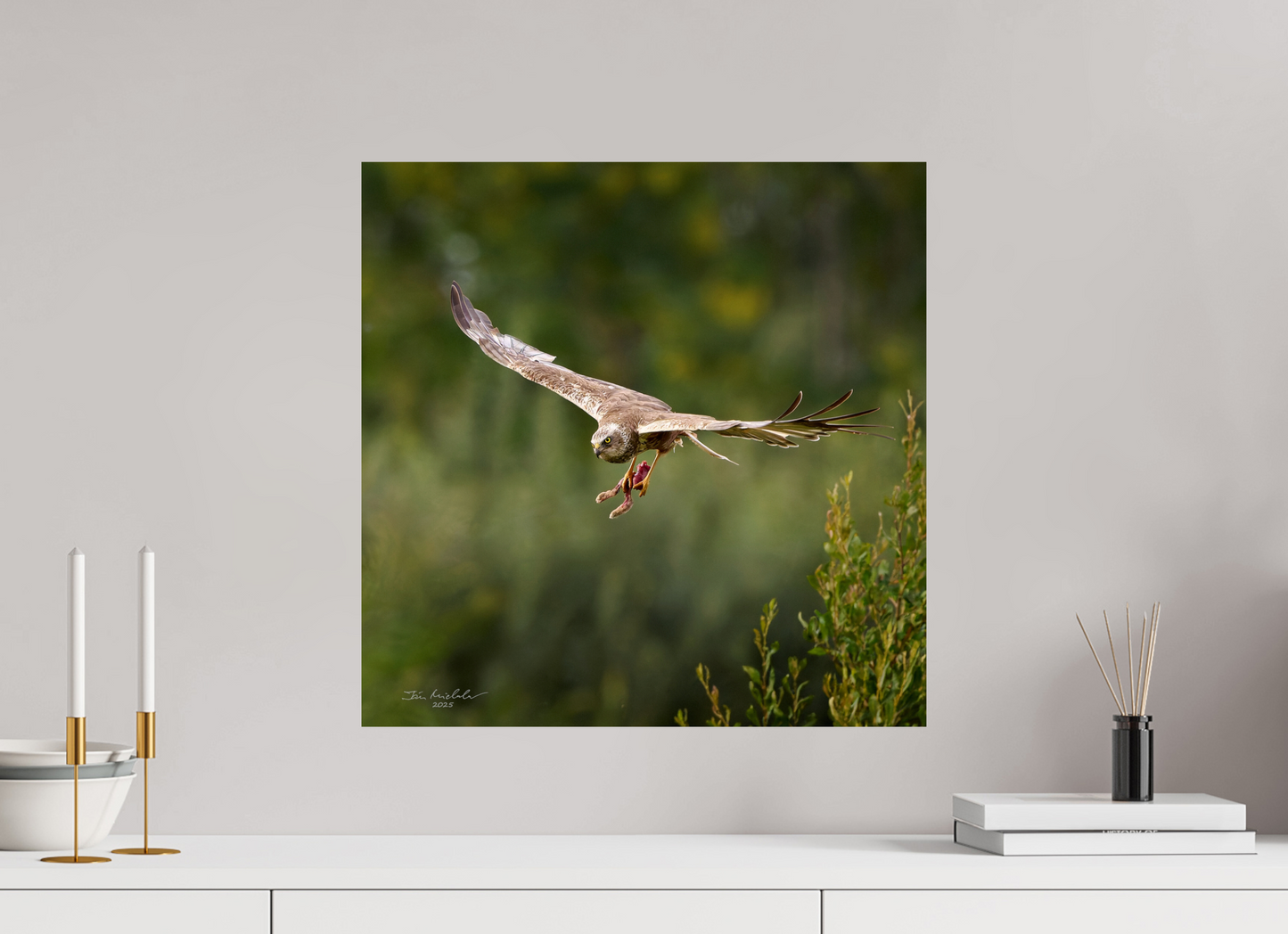 50 x 50 cm, Fuji Glossy Marsh Harrier, RSPB Fowlmere, East Anglia, UK, 2025