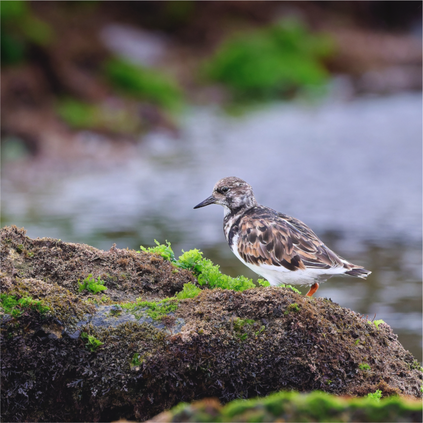 Main image Turnstone, Farol do Cabo Raso, Portugal, 2024