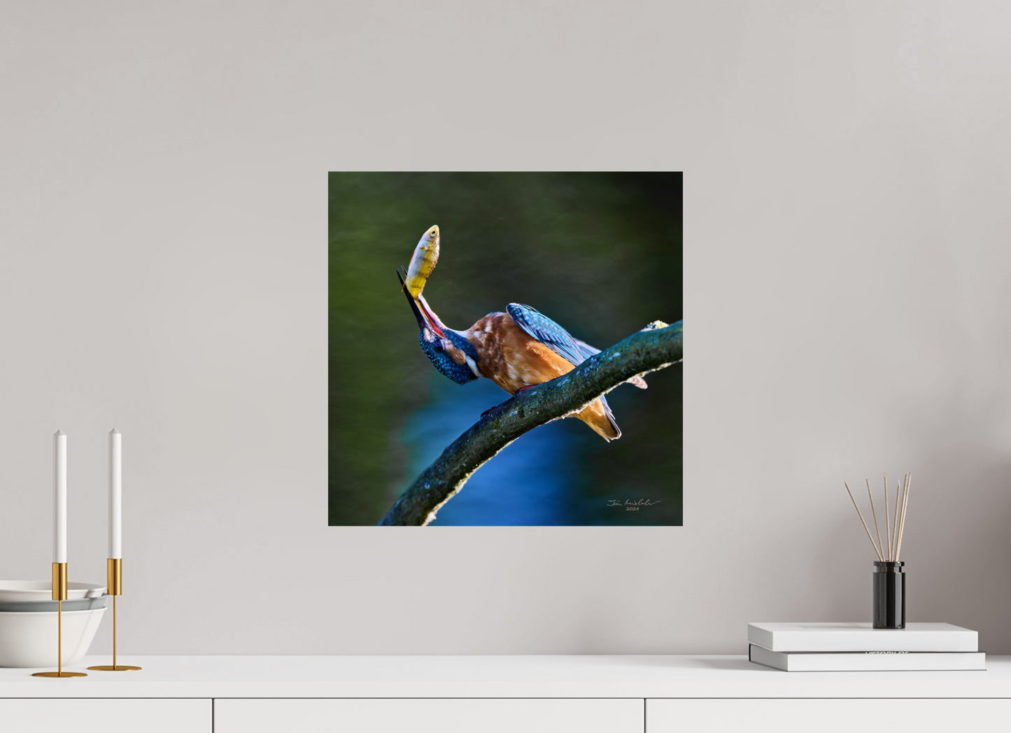 40 x 40 cm, Fuji Glossy Common Kingfisher IV, RSPB Lakenheath Fen, East Anglia, UK, 2024