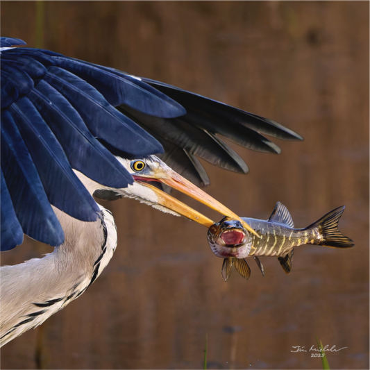 Main image Grey Heron with Pike, RSPB Fowlmere, East Anglia, UK, 2025