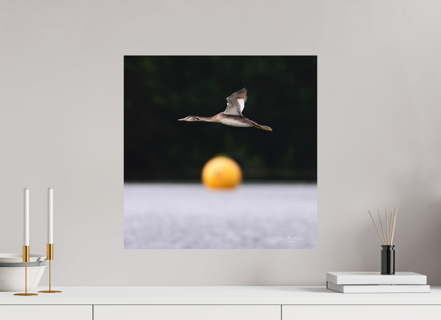 50 x 50 cm, Fuji Matt Great Crested Grebe, Pennington Flash, Greater Manchester, UK, 2024