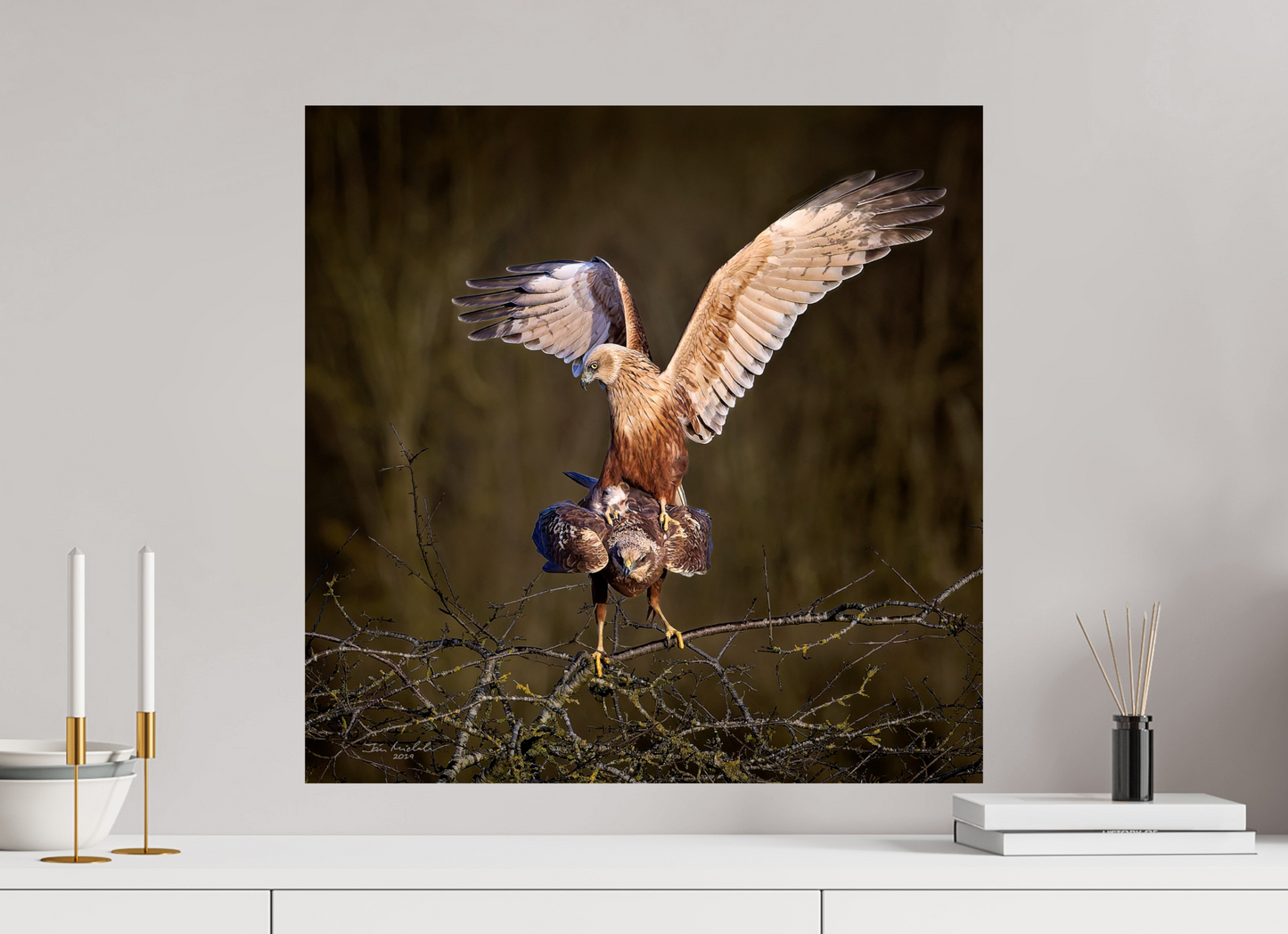 60 x 60 cm, Fuji Glossy Marsh Harriers, RSPB Fowlmere, East Anglia, UK, 2025