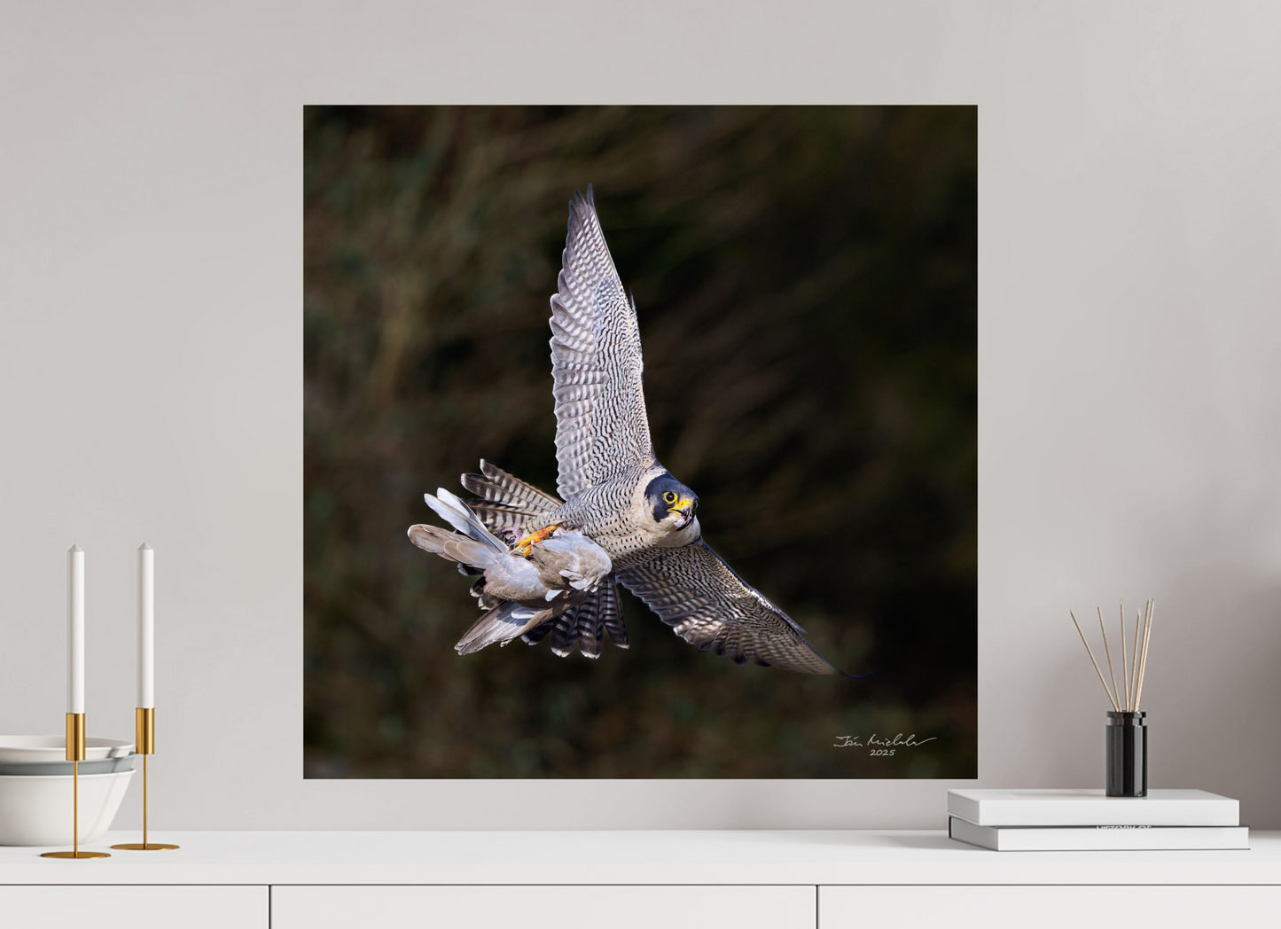 60 x 60 cm, Fuji Glossy Peregrine Falcon, Cambridge, UK, 2025