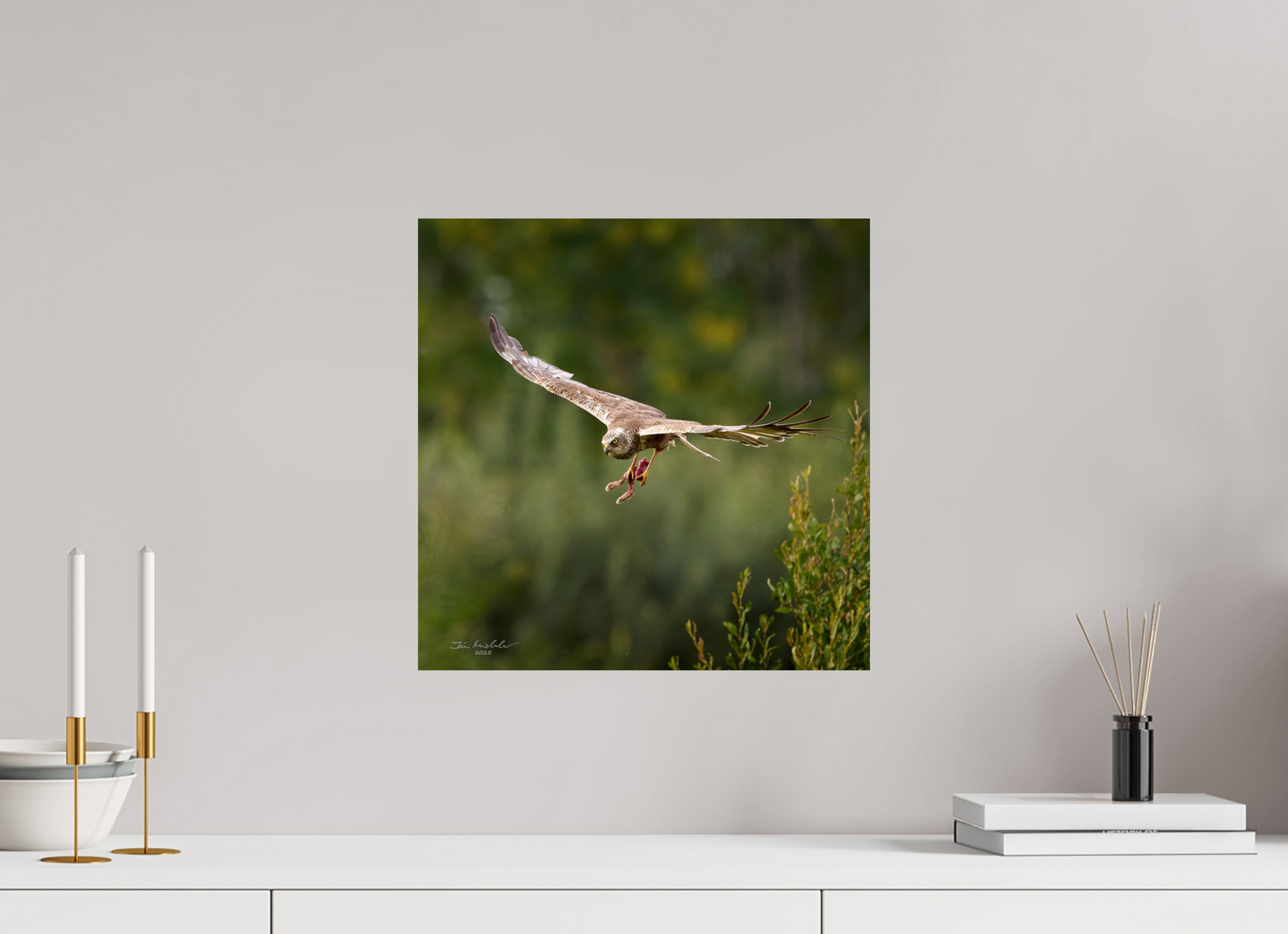40 x 40 cm, Fuji Glossy Marsh Harrier, RSPB Fowlmere, East Anglia, UK, 2025