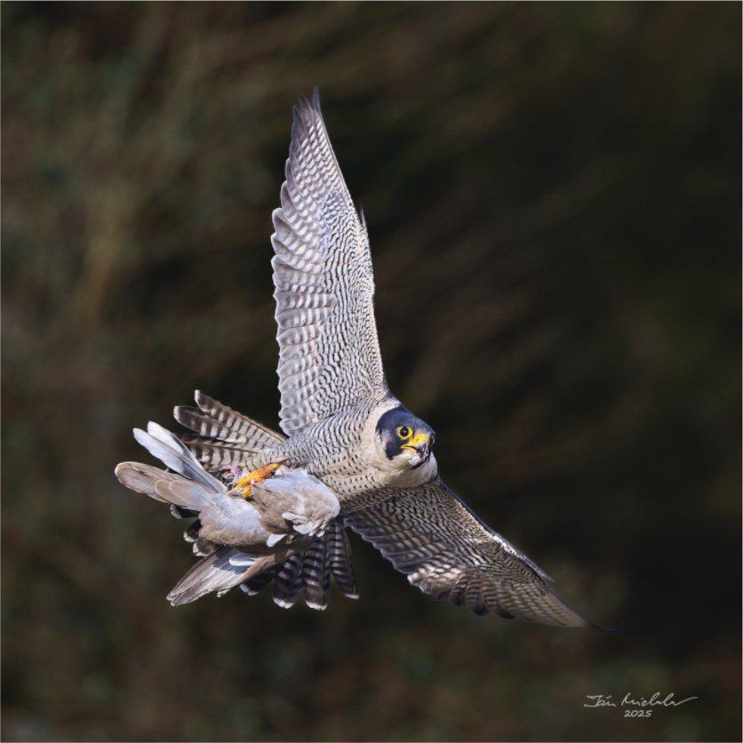 Main image Peregrine Falcon, Cambridge, UK, 2025