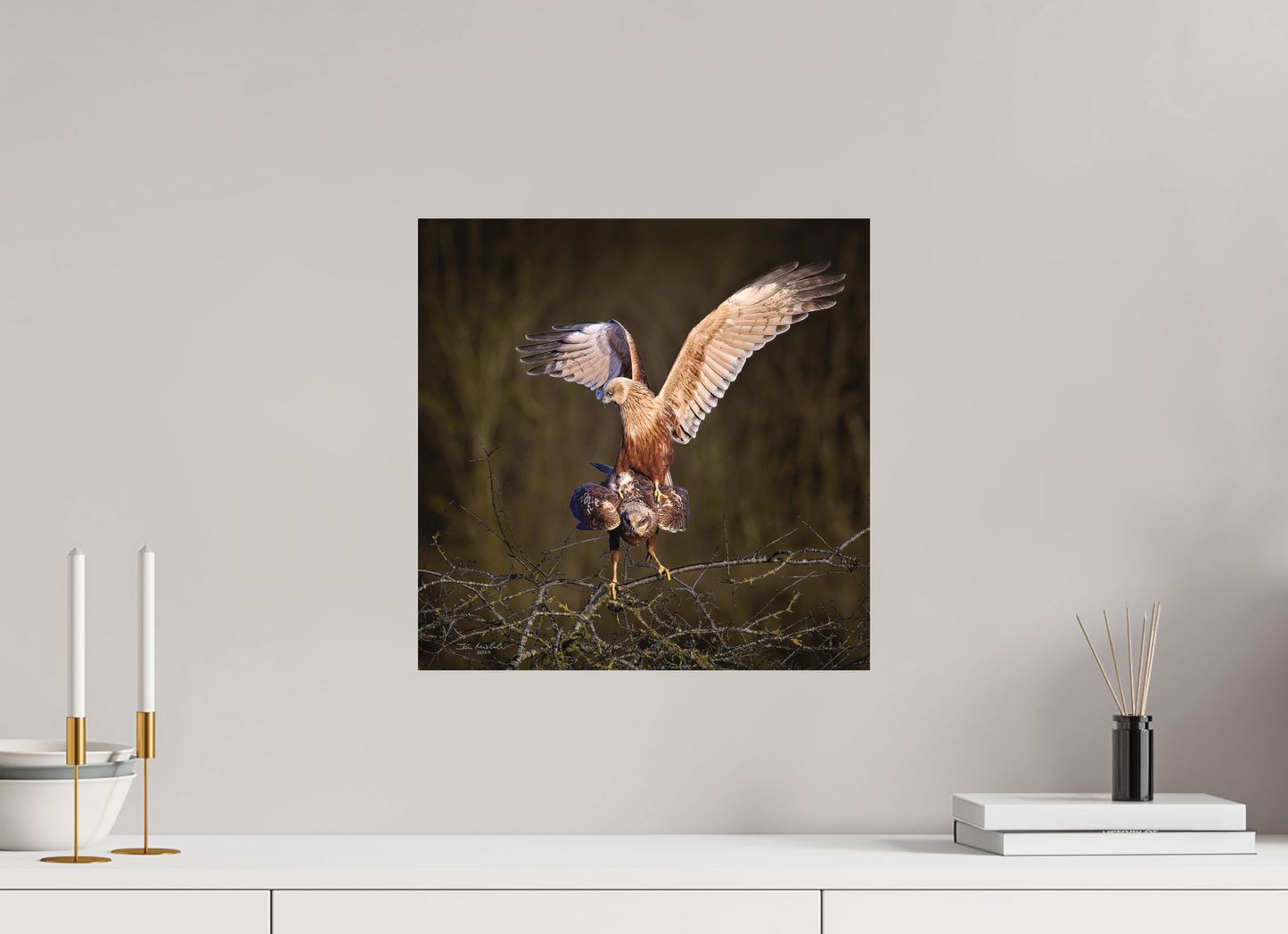40 x 40 cm, Fuji Matt Marsh Harriers, RSPB Fowlmere, East Anglia, UK, 2025