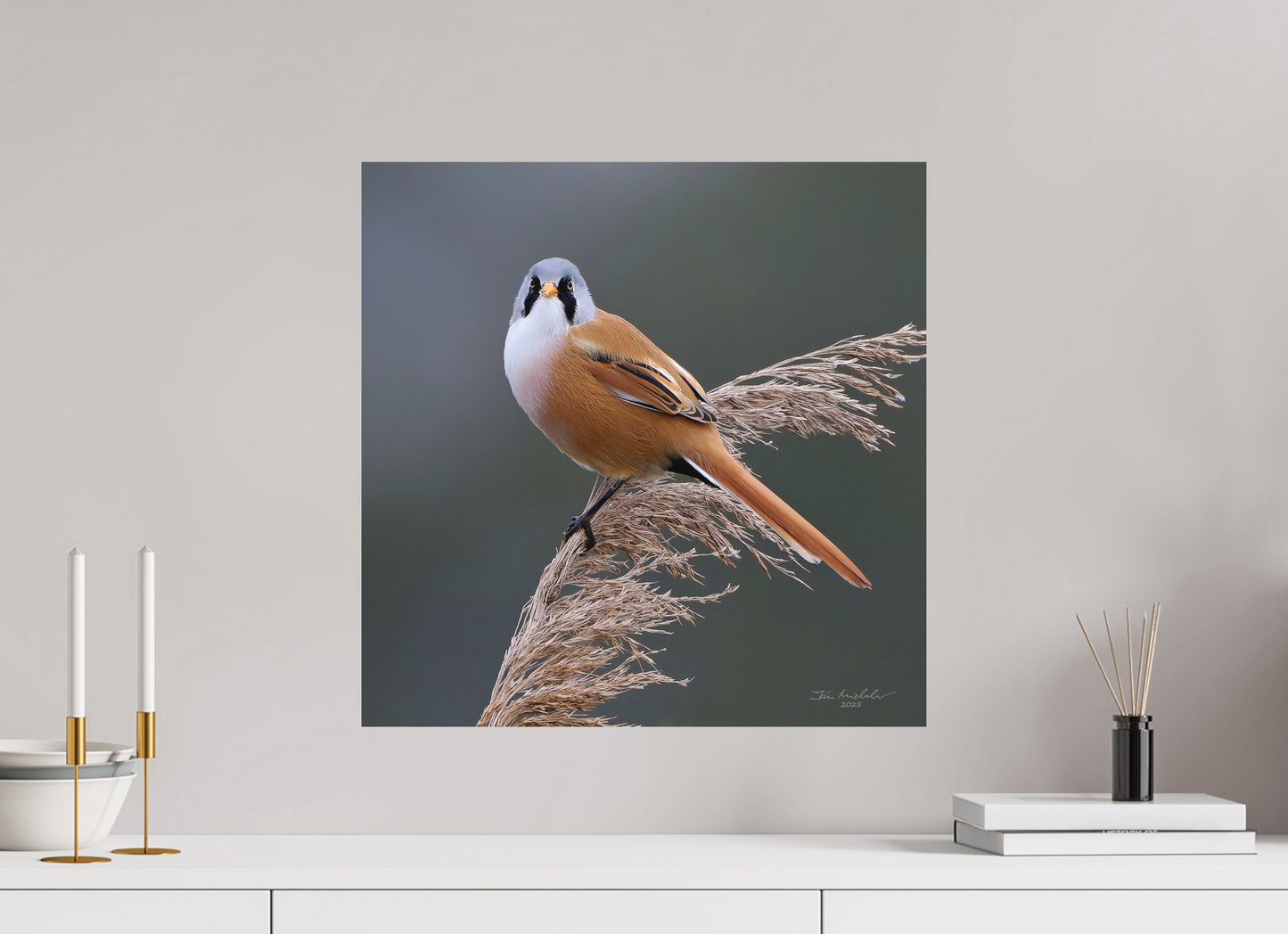 50 x 50 cm, Fuji Matt Bearded Tit, RSPB Ouse Fen, East Anglia, UK, 2025