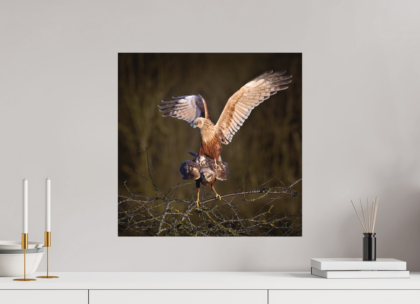 50 x 50 cm, Hahnemuhle Photo Rag Ultra Smooth Marsh Harriers, RSPB Fowlmere, East Anglia, UK, 2025