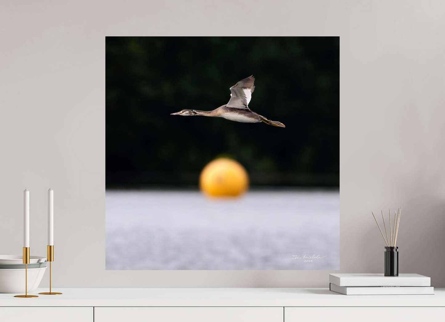60 x 60 cm, Fuji Glossy Great Crested Grebe, Pennington Flash, Greater Manchester, UK, 2024