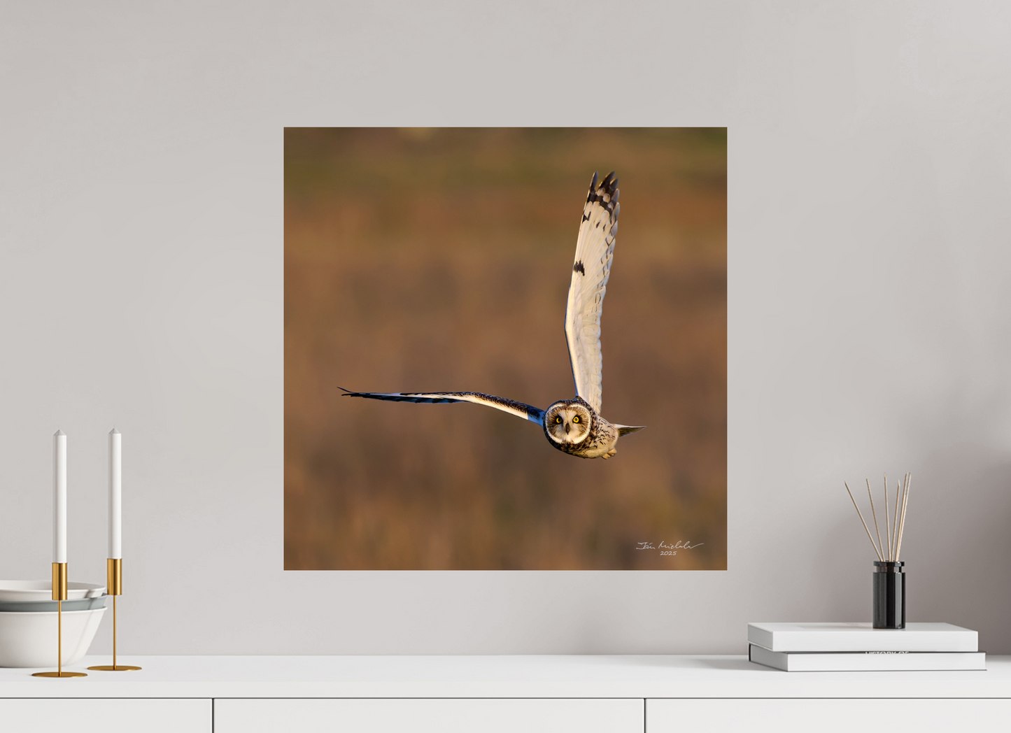 50 x 50 cm, Fuji Glossy Short-eared Owl, Burwell Fen, East Anglia, UK, 2025