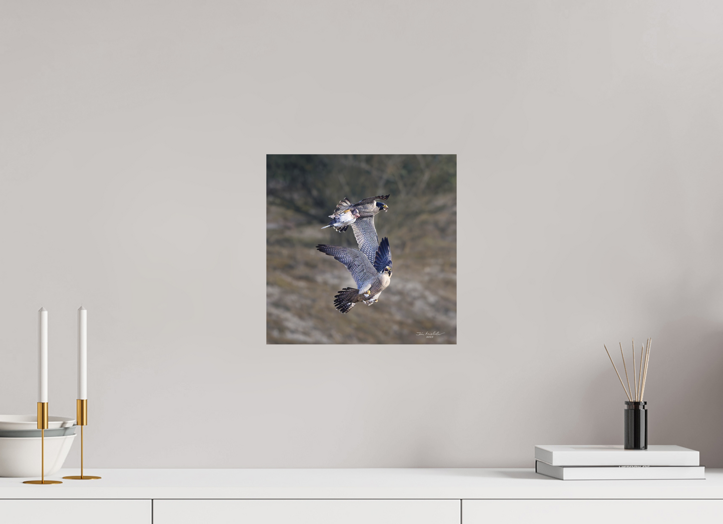 30 x 30 cm, Fuji Matt Peregrine Falcons, Cambridge, UK, 2025