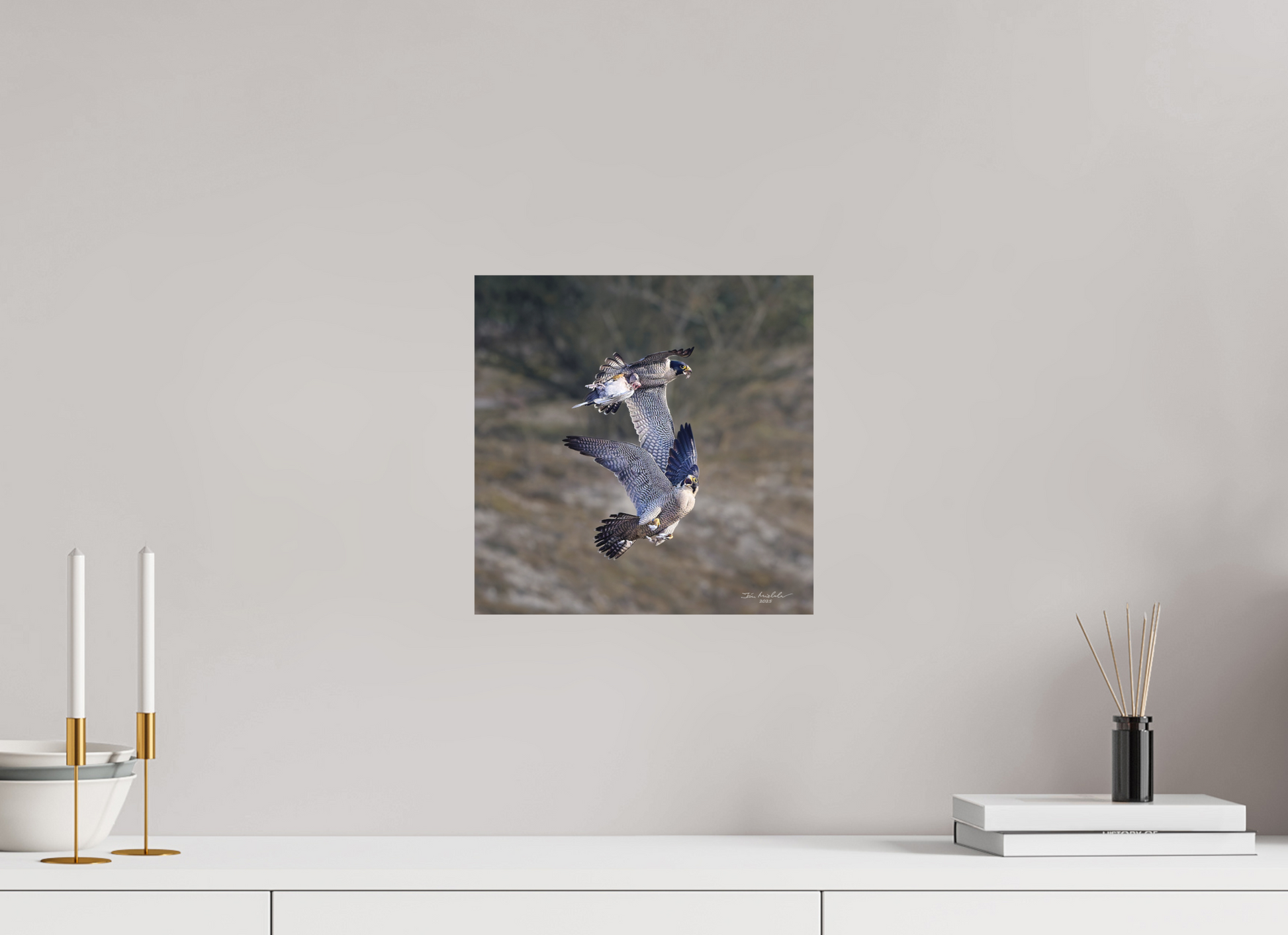 30 x 30 cm, Fuji Matt Peregrine Falcons, Cambridge, UK, 2025