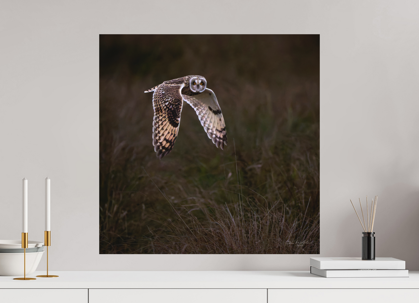 60 x 60 cm, Hahnemuhle Photo Rag Ultra Smooth Short Eared Owl, Burwell Fen, East Anglia, UK, 2025