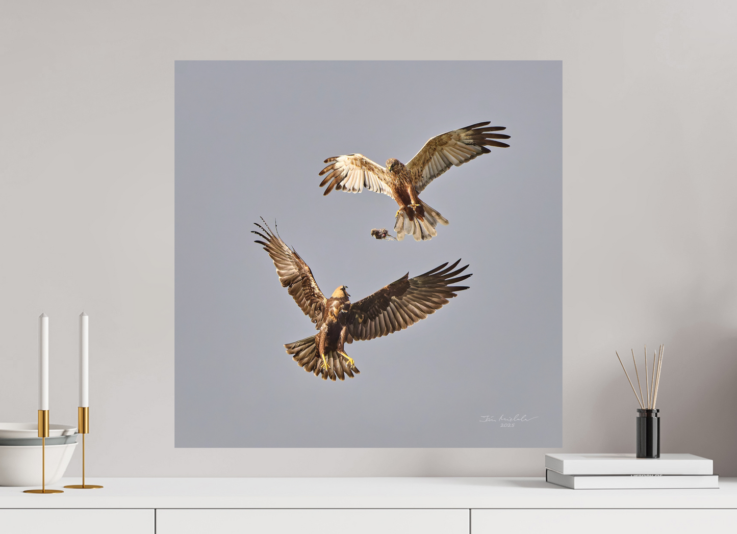 60 x 60 cm, Fuji Matt Marsh Harriers II, RSPB Fowlmere, East Anglia, UK, 2025