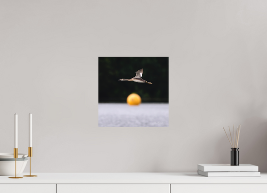 30 x 30 cm, Fuji Matt Great Crested Grebe, Pennington Flash, Greater Manchester, UK, 2024
