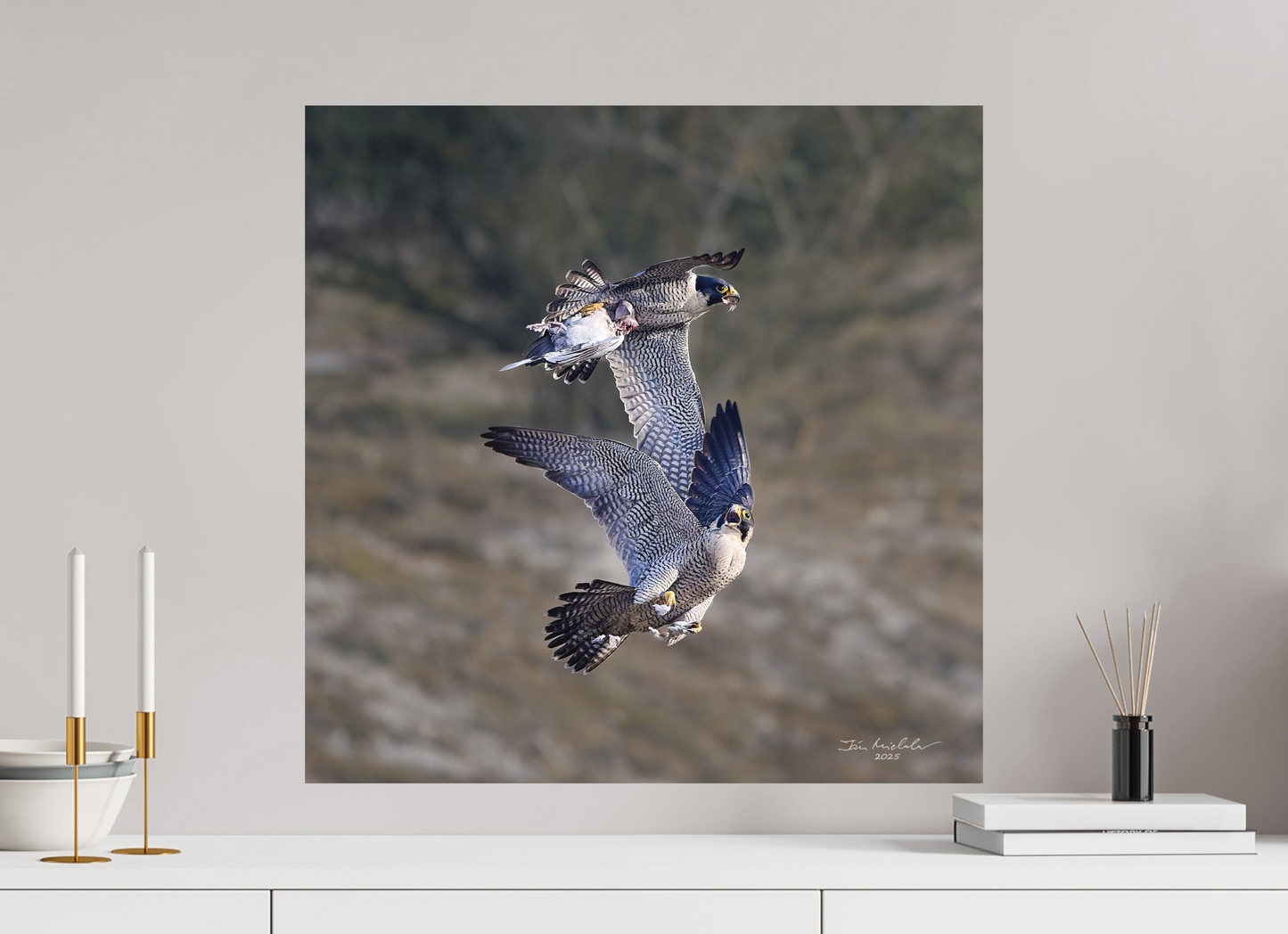 60 x 60 cm, Hahnemuhle Photo Rag Ultra Smooth Peregrine Falcons, Cambridge, UK, 2025