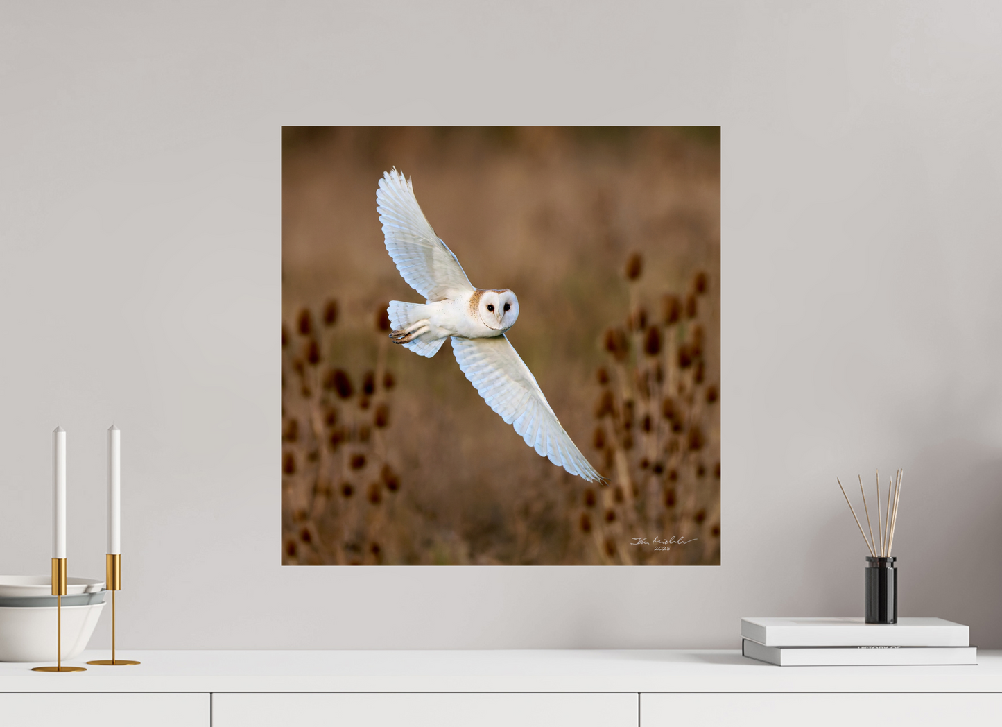50 x 50 cm, Fuji Glossy Barn Owl, Burwell Fen, East Anglia, UK, 2025