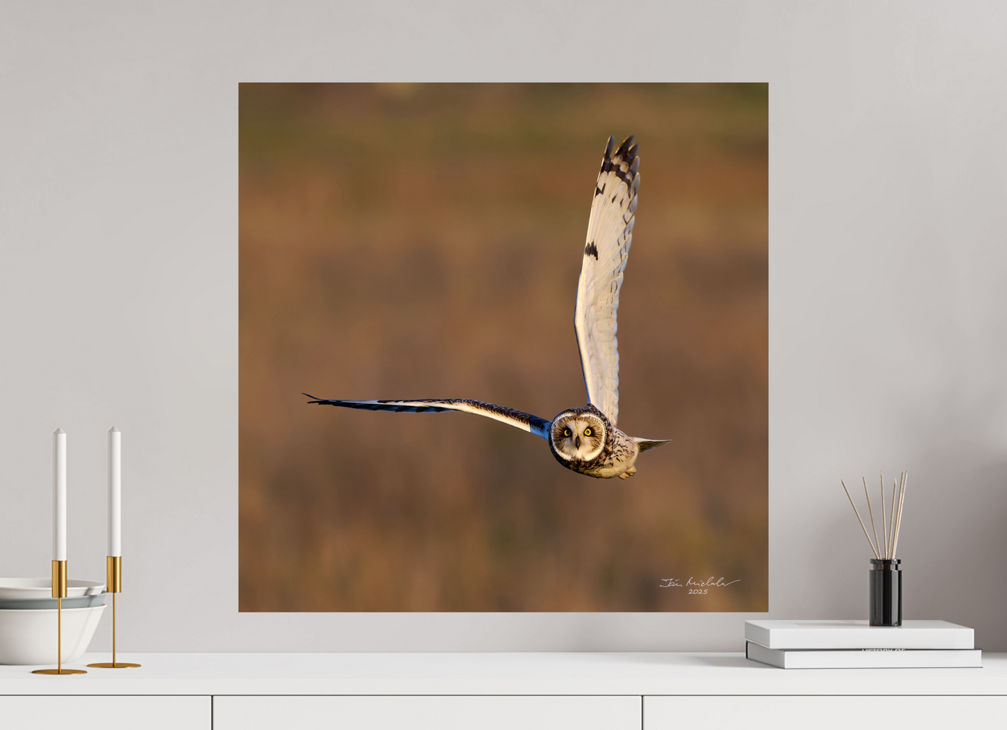 60 x 60 cm, Fuji Glossy Short-eared Owl, Burwell Fen, East Anglia, UK, 2025