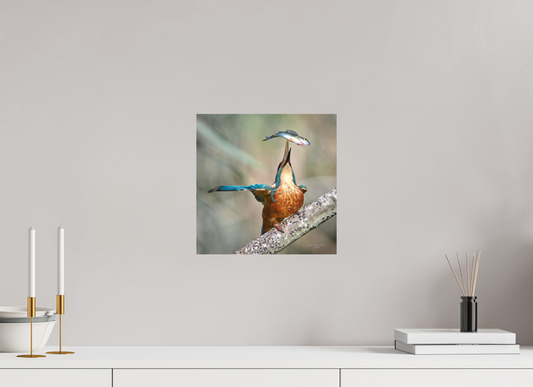 30 x 30 cm, Fuji Matt Common Kingfisher, RSPB Lakenheath Fen, East Anglia, UK, 2024