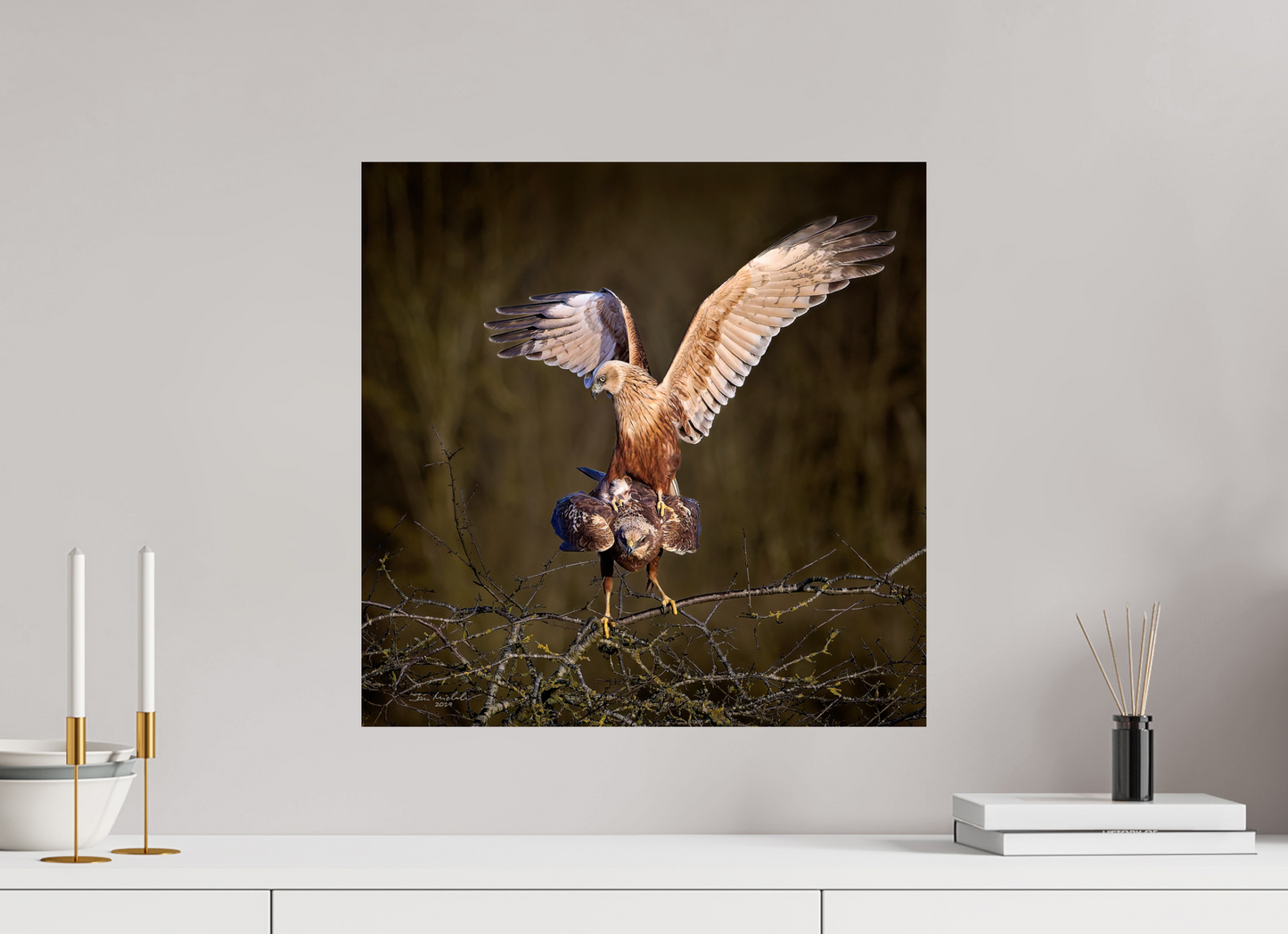 50 x 50 cm, Fuji Glossy Marsh Harriers, RSPB Fowlmere, East Anglia, UK, 2025