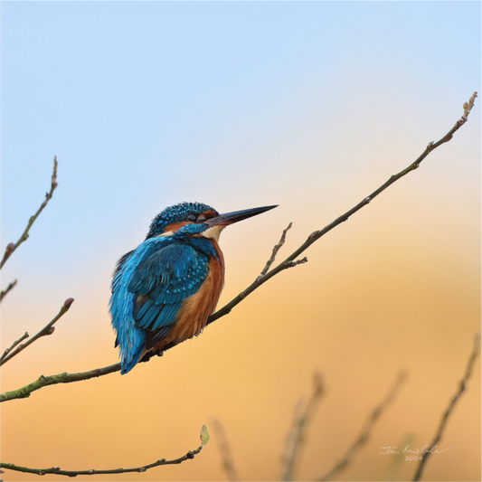 Main image Common Kingfisher II, RSPB Lakenheath Fen, East Anglia, UK, 2024
